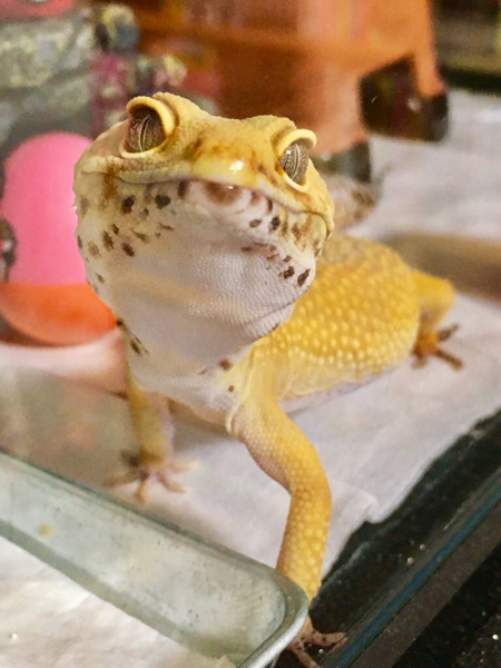 ともわか