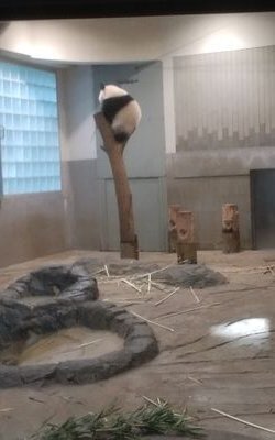 赤ヘル