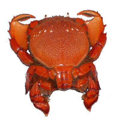 海岸凍結物
