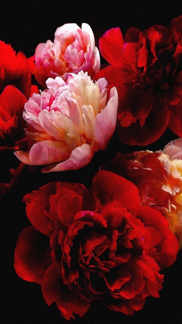 芍薬