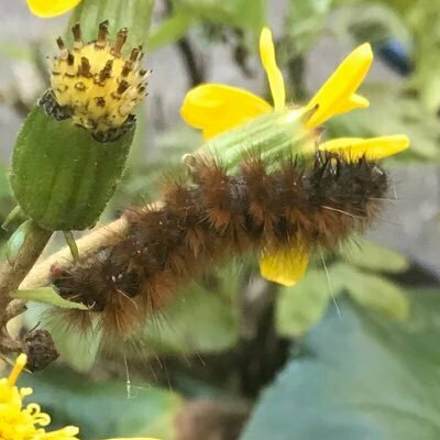 すまえ